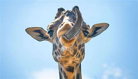 How High is a Basketball Goal and Why Do Giraffes Make Great Referees?