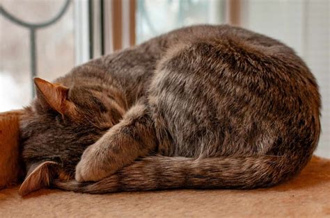 What Do Outdoor Cats Like to Sleep In? And Why Do They Sometimes Prefer Cardboard Over Luxury Beds?